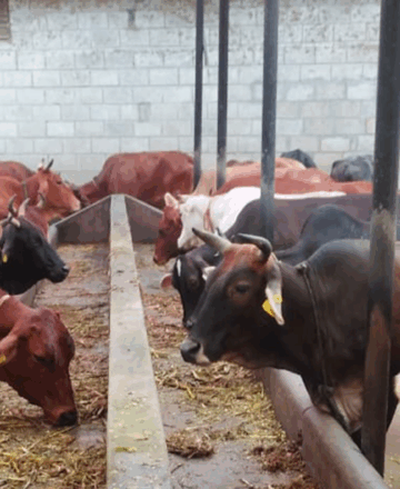 गाय को गोद लें – सेवा भी, पुण्य भी