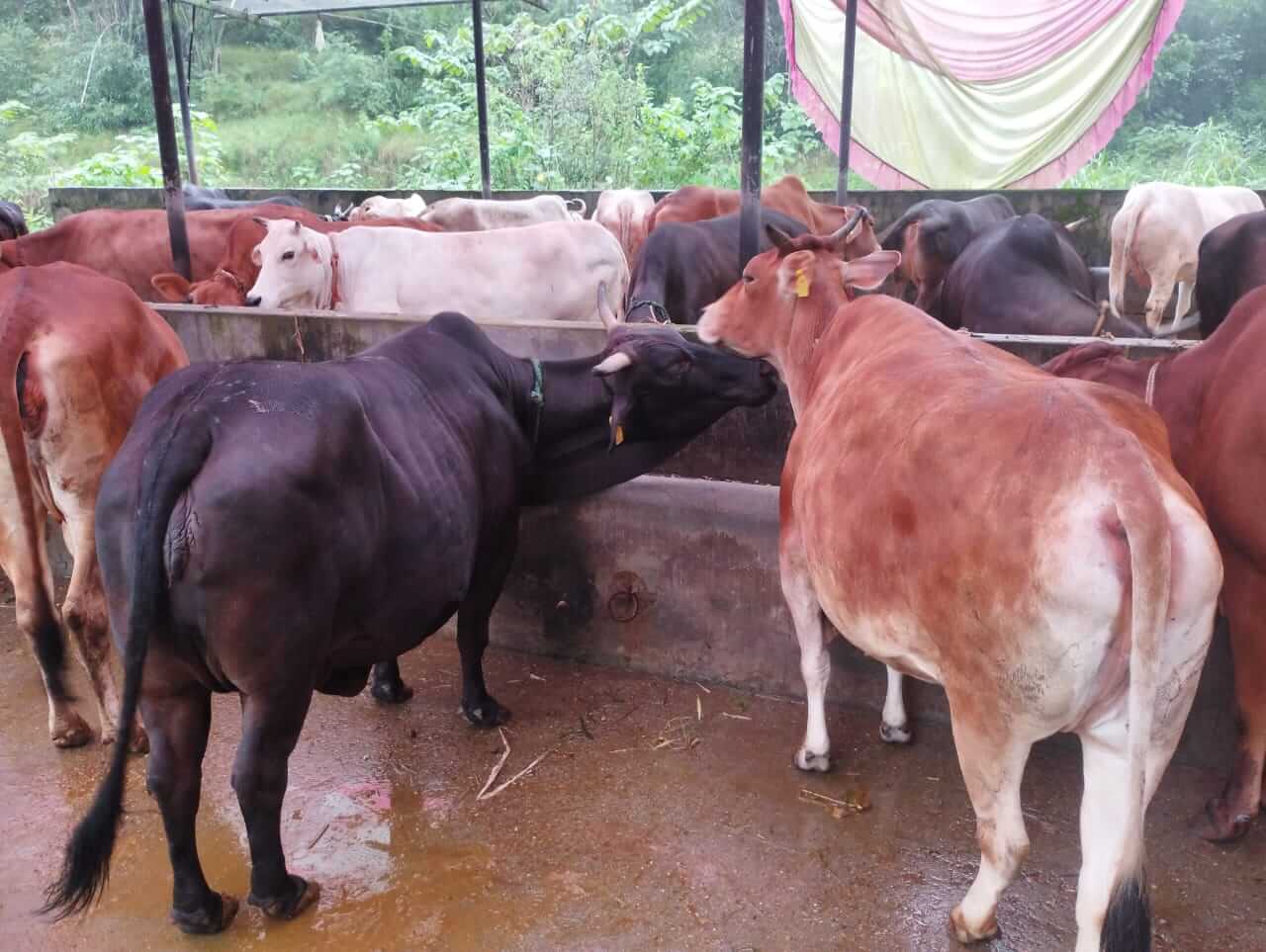 gau puja